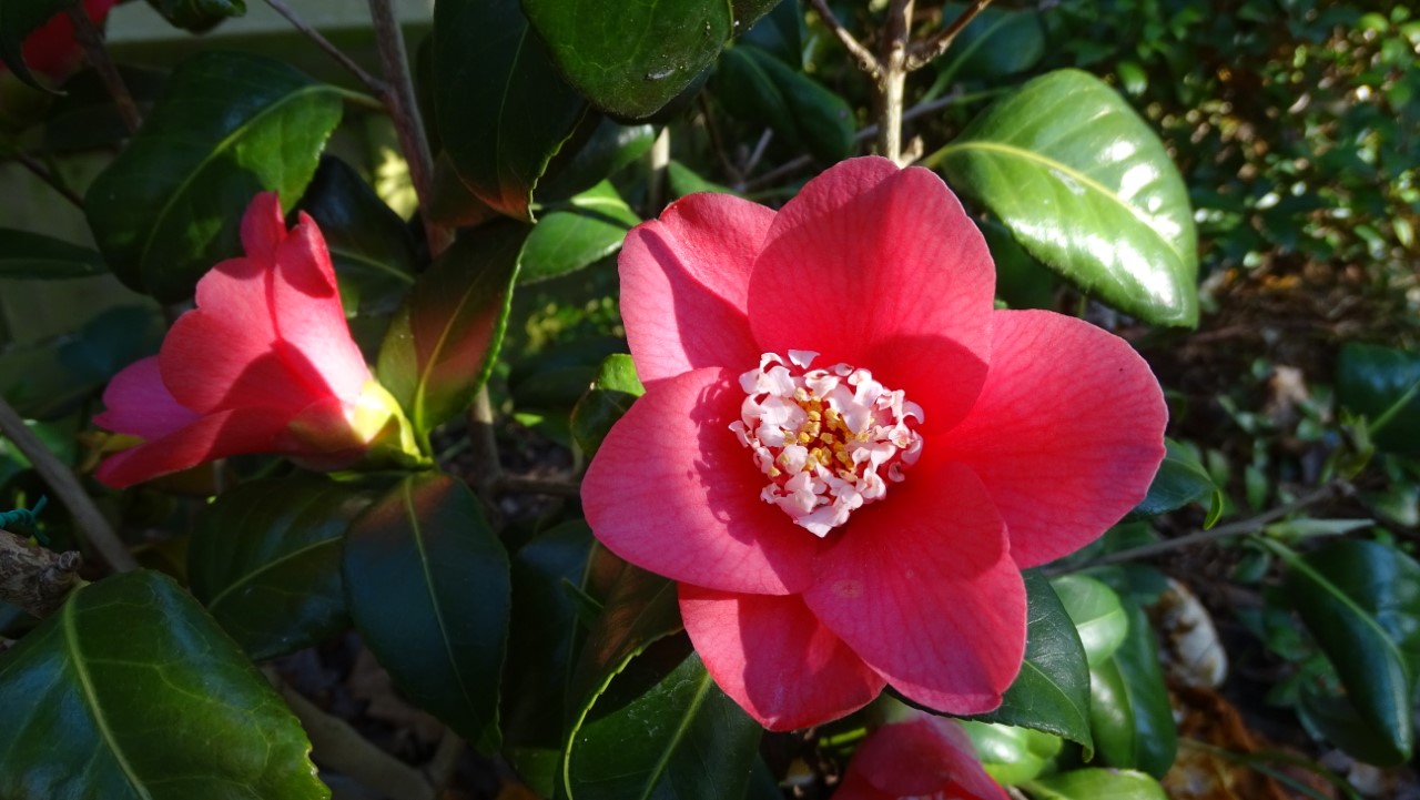 C. japonica 'Marshmallow'